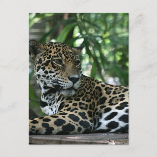 Carte Postale Floride Jaguar regarder en arrière couché (Devant)
