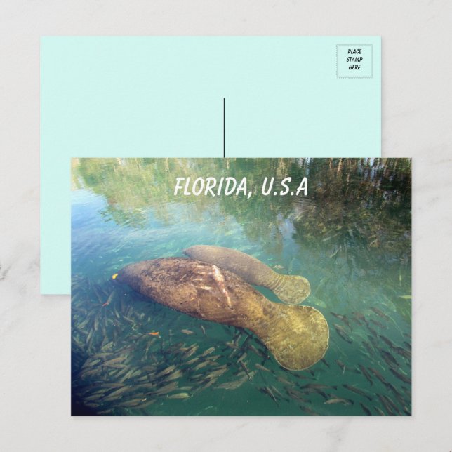Carte Postale Floride Manatee et bébé (Devant / Derrière)