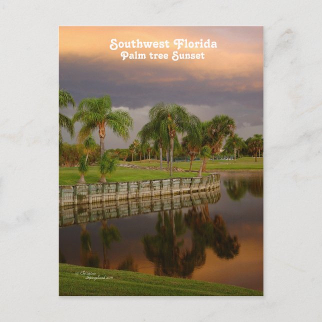 Carte postale Floride Palm Tree Sunset (Devant)
