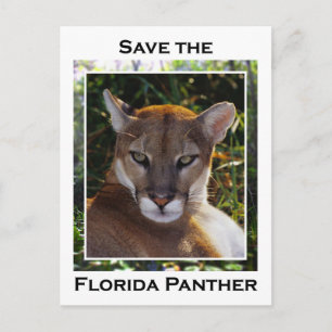 Carte Postale Floride Panther
