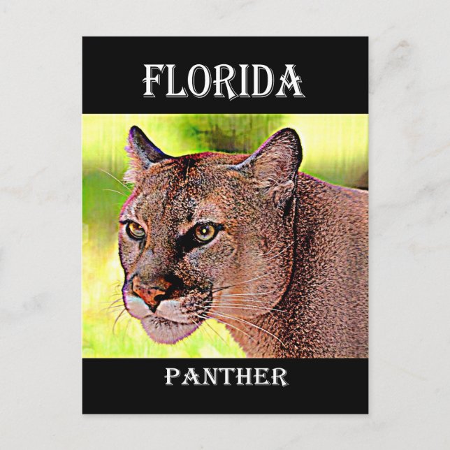 Carte Postale Floride Panther (Devant)