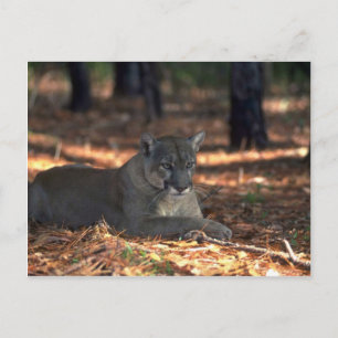 Carte Postale Floride "" "Panther"""" (Cougar) couché
