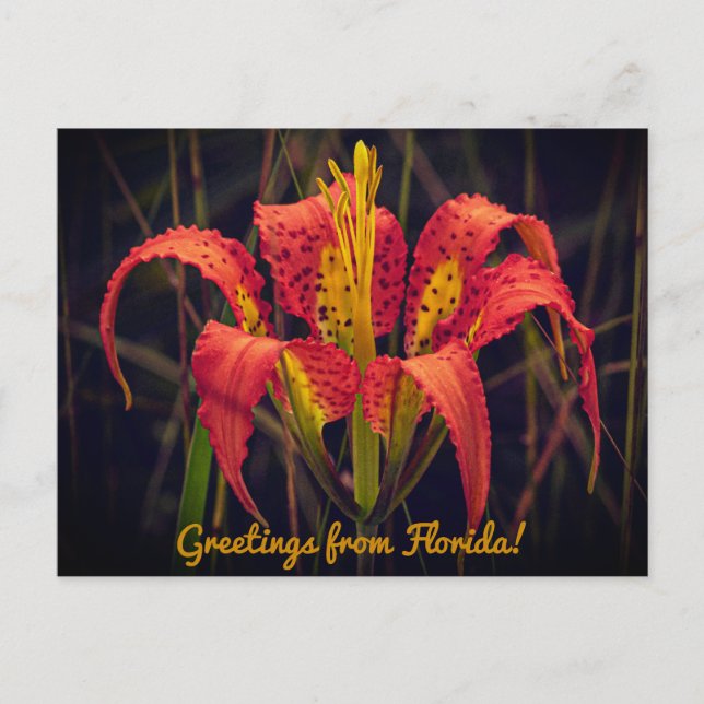 Carte postale Floride Pine Lily (Devant)