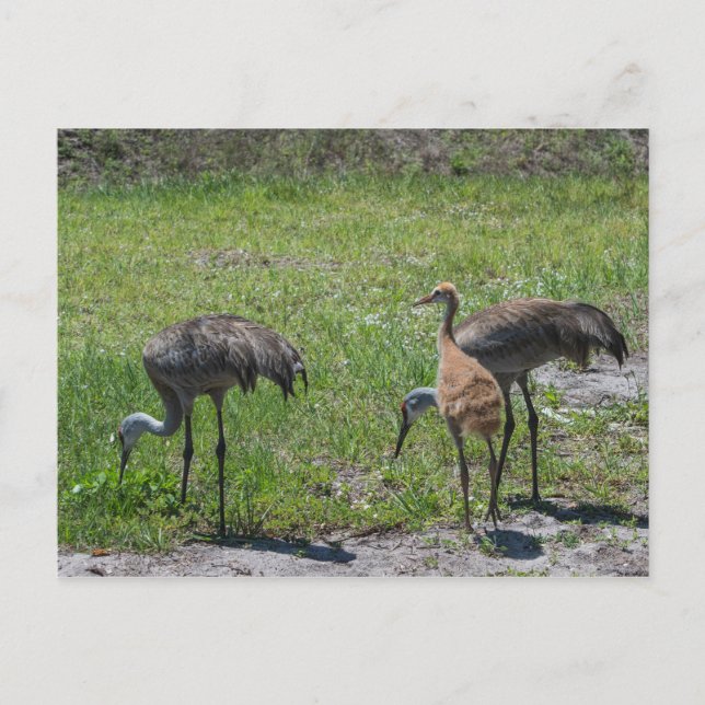 Carte Postale Floride Sandhill Granes Nature Photographie (Devant)