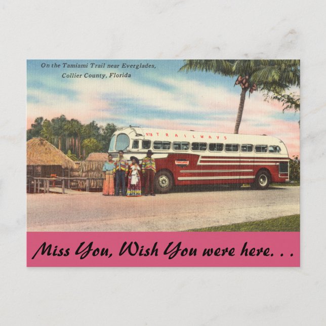 Carte Postale Floride, sentier Tamiami, Everglades (Devant)
