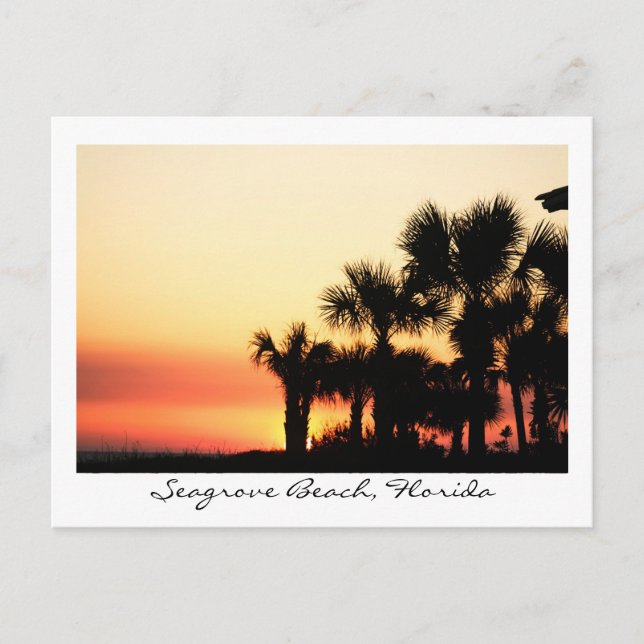 Carte Postale Floride Sunset Seagrove Beach Palm Trees (Devant)