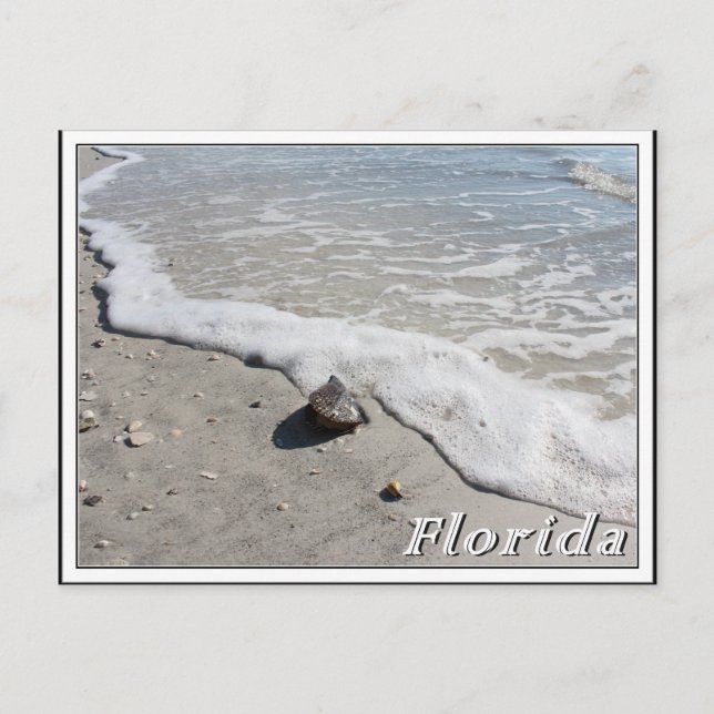 Carte Postale Floride vacances d'été coquillage sur la plage (Devant)
