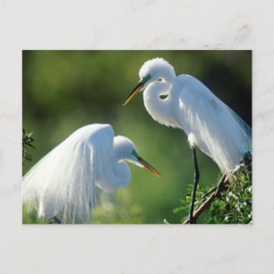 Carte Postale Floride, Venise, Sanctuaire Audubon, Aiguille Comm