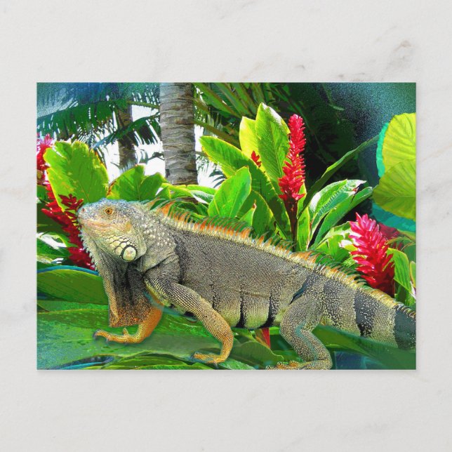 CARTE POSTALE Floridian Iguana (Devant)