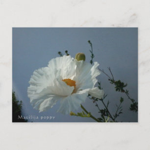 Carte postale flottante Matilija Poppy