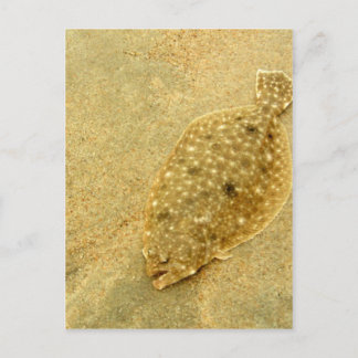 Carte Postale Flounder