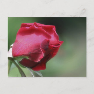 Carte Postale Flower