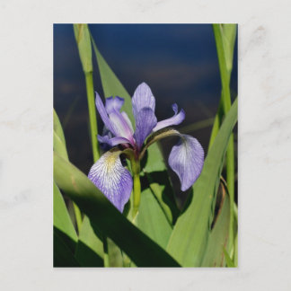 Carte Postale Flower bleu sauvage