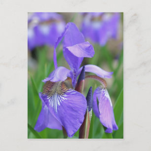 Carte Postale Flower bleu sauvage