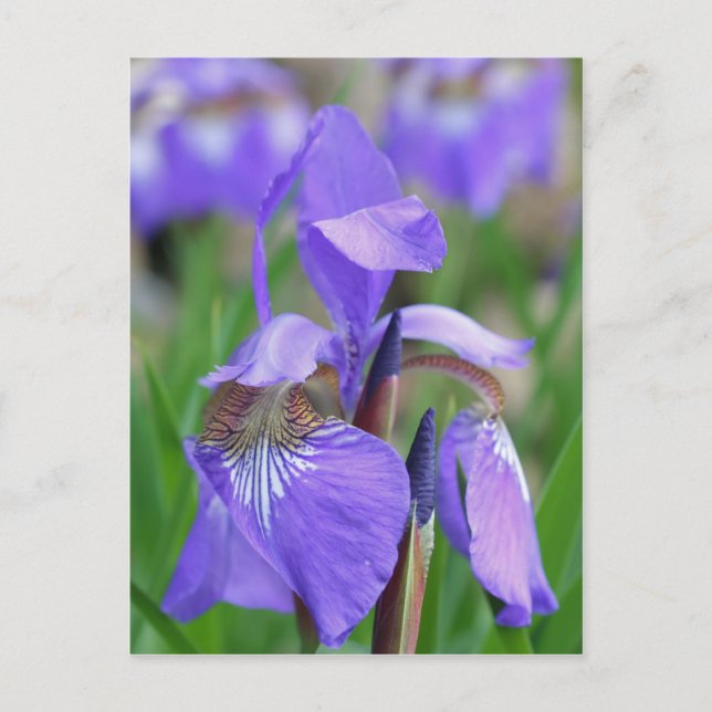 Carte Postale Flower bleu sauvage (Devant)