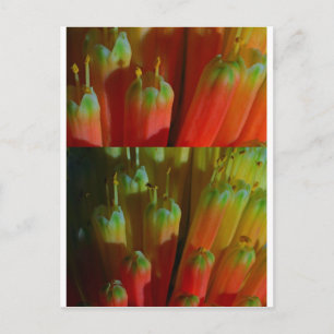 Carte Postale Flower BUDS : Cactus Wild : Salutations, Bonne cha