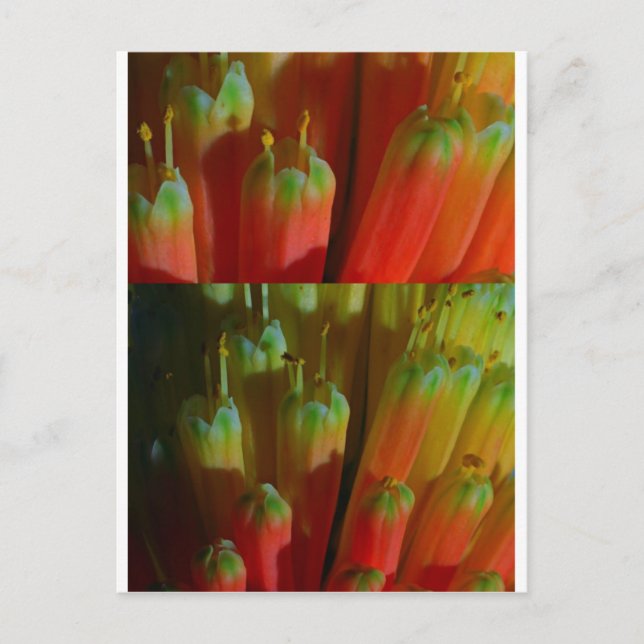 Carte Postale Flower BUDS : Cactus Wild : Salutations, Bonne cha (Devant)