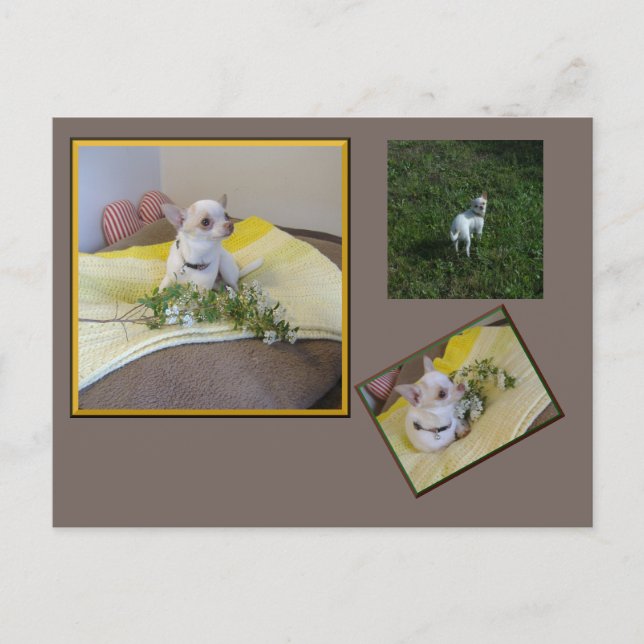 Carte Postale Flower Chihuahua Postcard (Devant)
