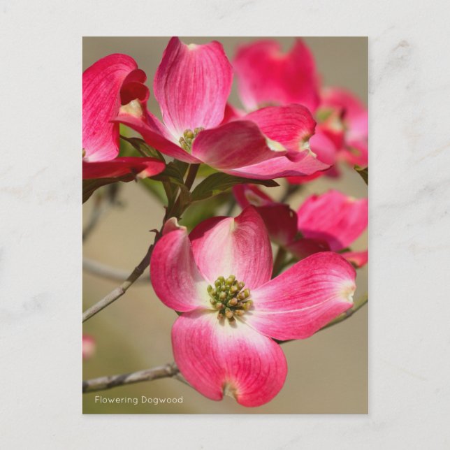 Carte Postale Flower Dogwood [Carte postale] (Devant)