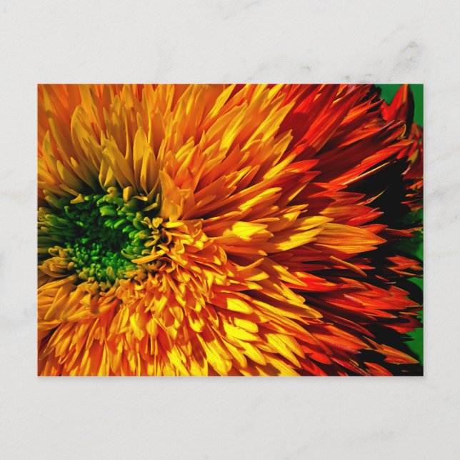 Carte postale Flower Fireworks (Devant)