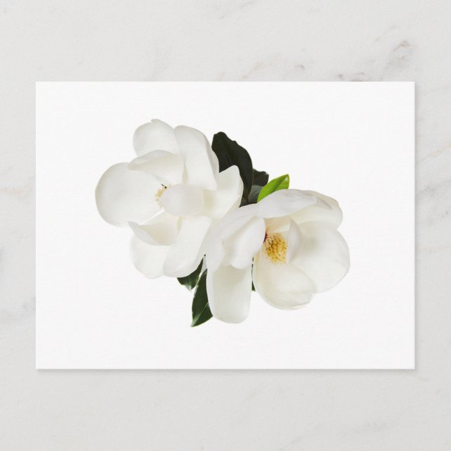 Carte Postale Flower Magnolia (Devant)