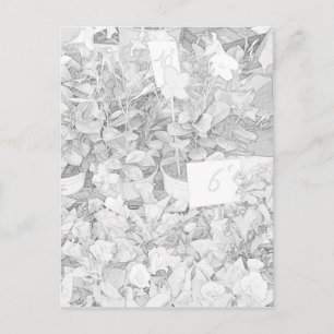 Carte Postale Flower Market Coloring