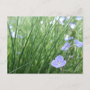 Carte postale Flower Meadow