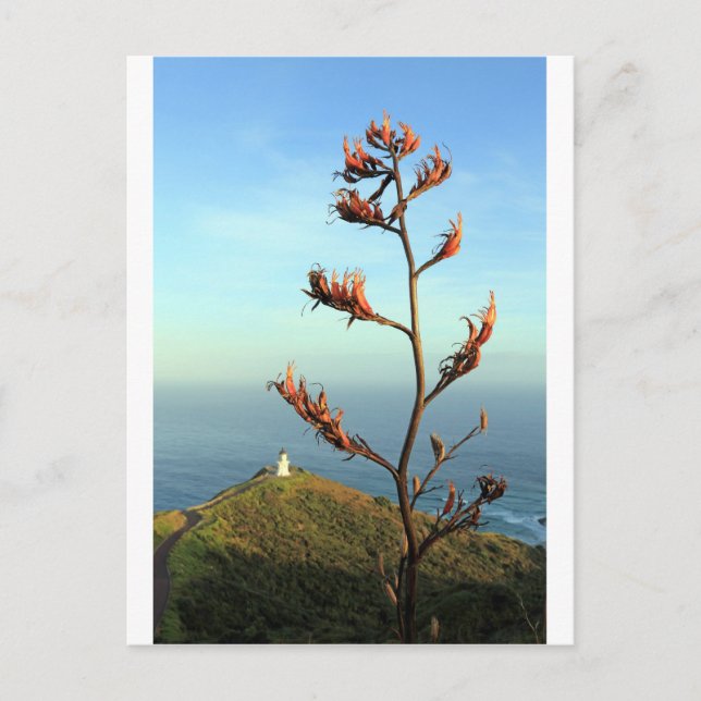 Carte Postale Flower New Zealand flax Cape Reinga (Devant)