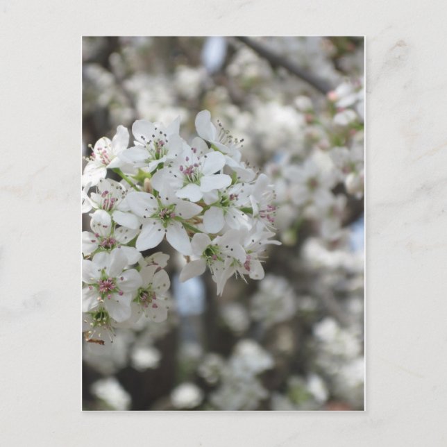 Carte Postale Flower Pear Tree Bloom (Devant)