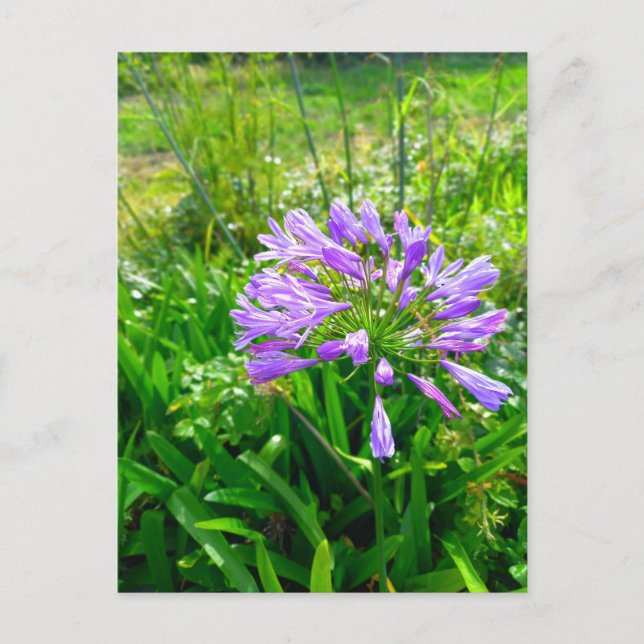 Carte Postale Flower power (Devant)
