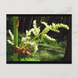 Carte Postale Flower Rhubarb Stalks Nature Photo