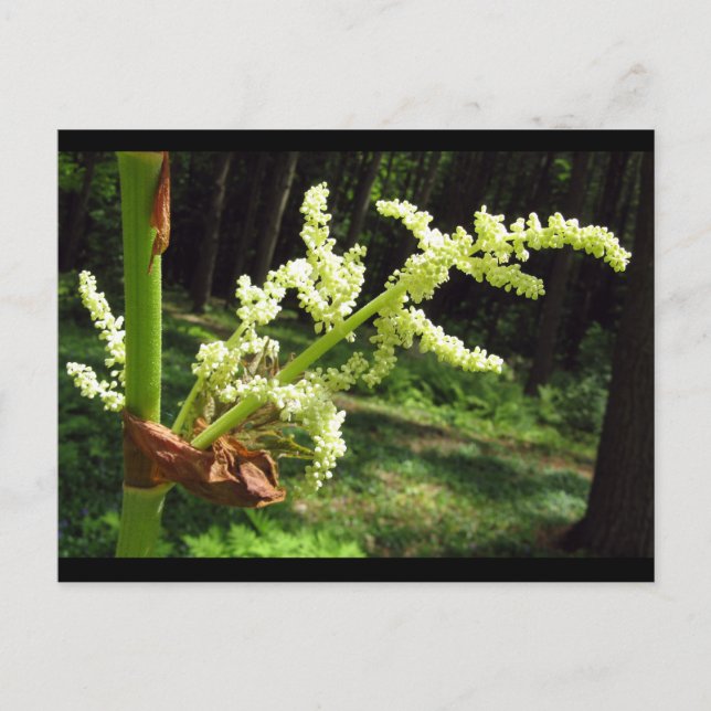 Carte Postale Flower Rhubarb Stalks Nature Photo (Devant)