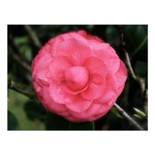 Carte Postale flower rose, mauritius, mylifeisart