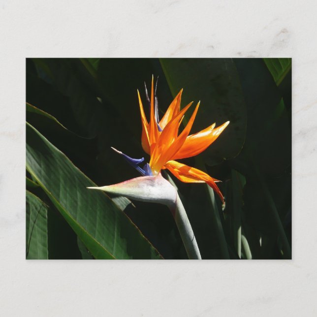 Carte Postale Flower tropical orange paradise (Devant)