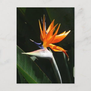 Carte Postale Flower tropical orange paradise