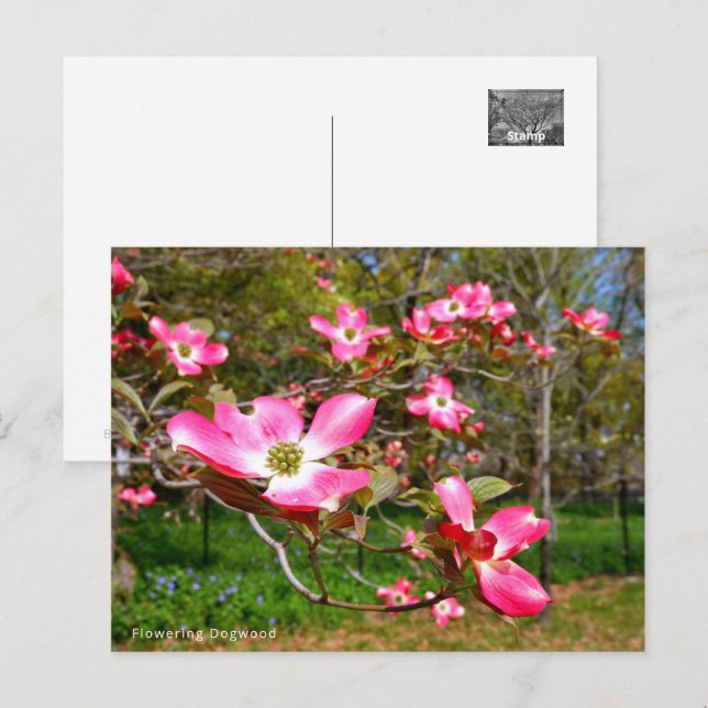 Carte Postale Flowering Dogwood (Devant / Derrière)