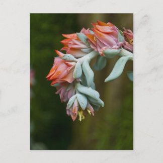 Carte Postale Flowering Succulent