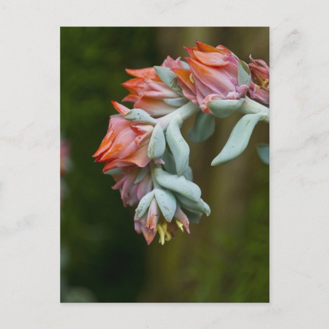 Carte Postale Flowering Succulent (Devant)