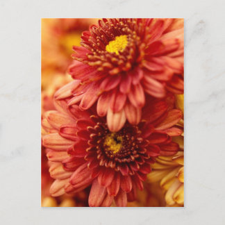 Carte Postale Flowers