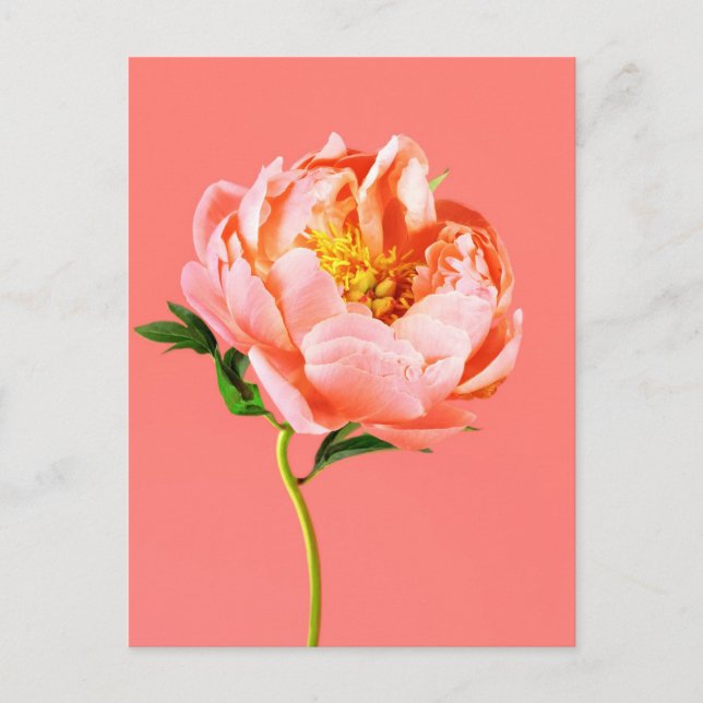 Carte Postale Flowers | Coral Peony Blossom (Devant)