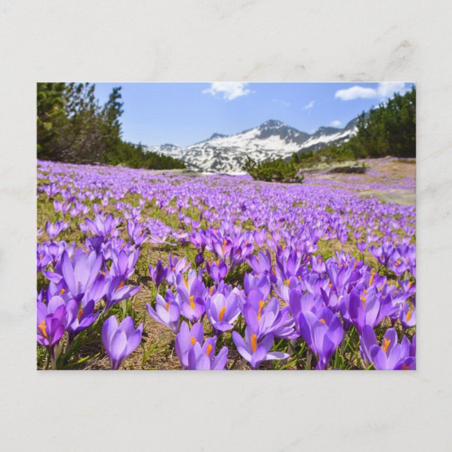 Carte Postale Flowers | Crocus Pirin Mountain Park Bulgaria (Devant)
