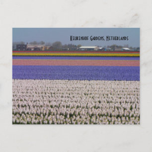 Carte Postale Flowers des Pays-Bas