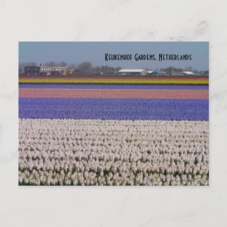 Carte Postale Flowers des Pays-Bas