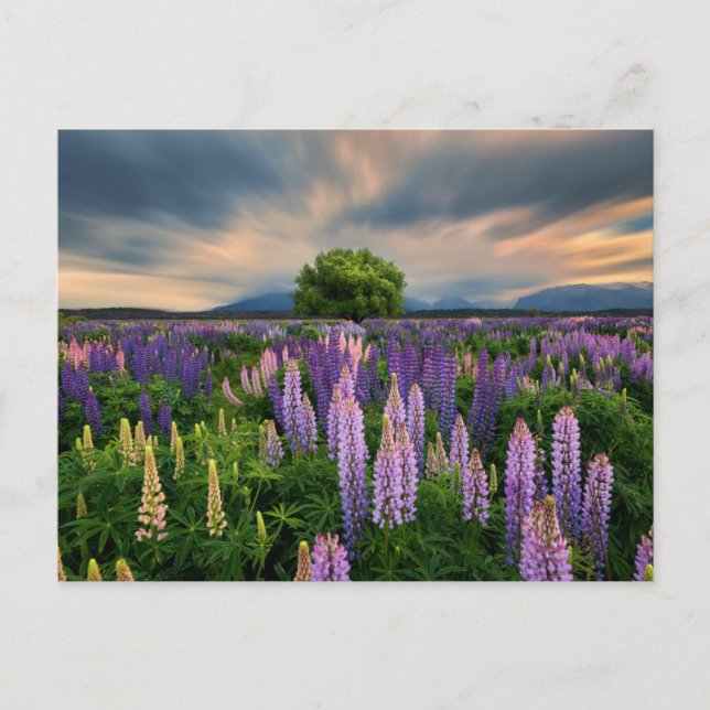 Carte Postale Flowers (homonymie) | Lupine Field à New Zealand (Devant)