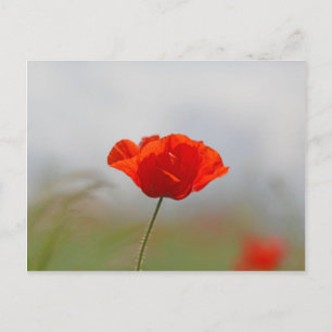 Carte Postale Flowers of common poppy in a field.