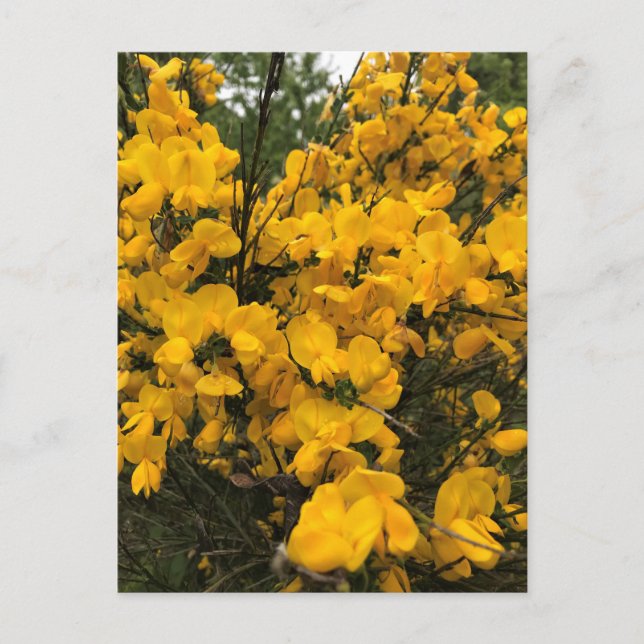 Carte Postale Flowers on the Trail, Oregon (Devant)