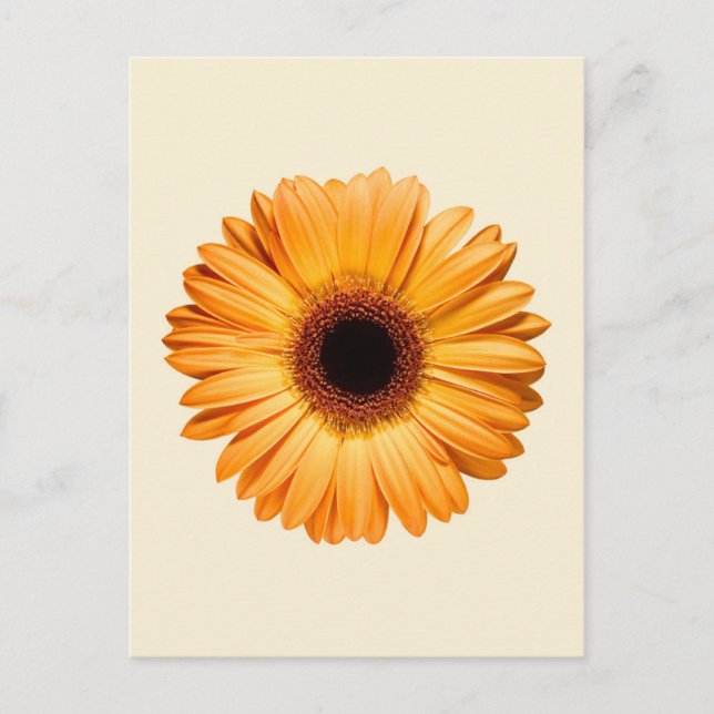 Carte Postale Flowers | Orange Gerbera (Devant)