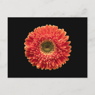 Carte Postale Flowers   Orange Gerbera Daisy