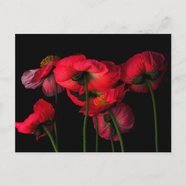 Carte Postale Flowers | Red Poppies (Devant)