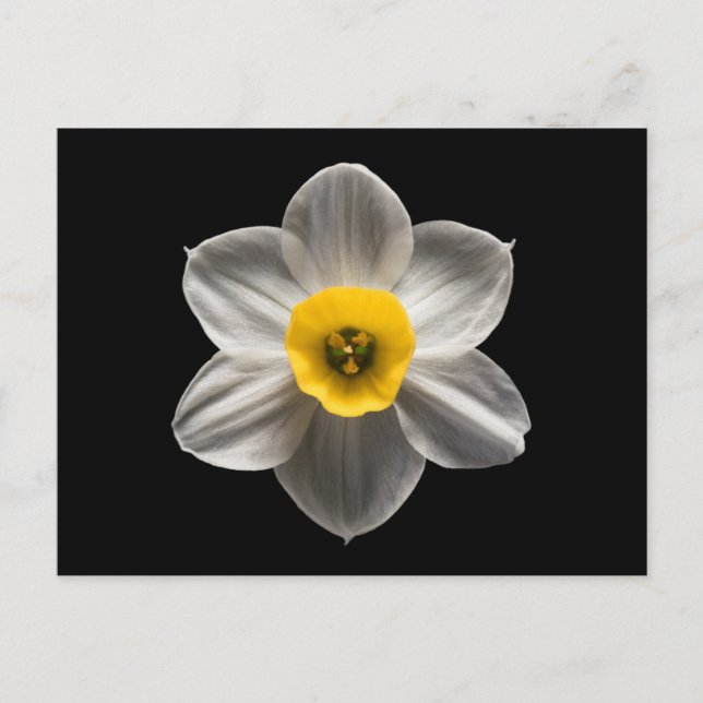 Carte Postale Flowers | White Daffodil Flower (Devant)